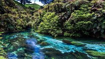 Redwood Forest , Blue Springs & Huka Falls Day Tour from Auckland