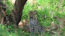 African Safari in Pilanesberg National Park - 1 day adventure
