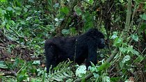 6 Days Rwanda Uganda Budget Wildlife Safari