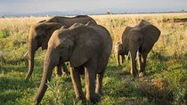 7-Days Southern Tanzania Safari Tour