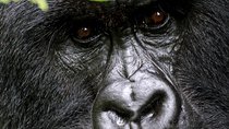 2 Days Uganda Gorilla Transfer From Kigali