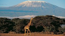 Climbing Mount Kilimanjaro Machame route - 7 days tour