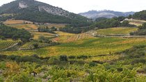 Provence Cru Wine Small-Group Half-Day Tour from Avignon