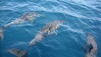 Brevard County Tours, dolphin and manatee tours in Palm Bay, FL