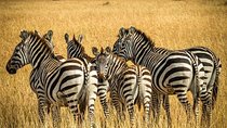 3-Day Safari to Tarangire, Lake Manyara & Ngorongoro(Mid-range)