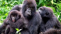 3-Day Gorilla Trekking Bunyonyi Mist Relaxation Safari