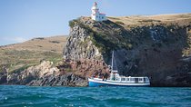 Dunedin City to Sea Wildlife Cruise + Peninsula Bus Tour