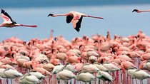 Full Day Lake Nakuru National Park Tour