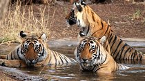 6 Days Golden Triangle Tour with Ranthambore: Delhi Agra Jaipur Ranthambore Tour