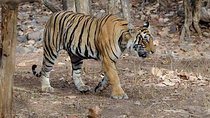 4 Days Golden Triangle Tour with Ranthambore Tiger Safari