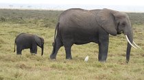 7 Days Amboseli National Park,Lake Naivasha and Maasai Mara Safari