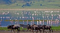 5 Day: Spectacular View of Ngorongoro Crater