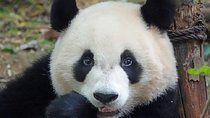 Chengdu Private Full Day Panda Breeding Center and Sanxingdui Museum Tour