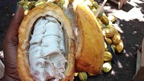 1 Day cocoa farm tour