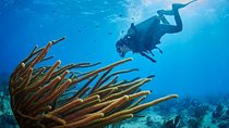 Reef diving in Playa del Carmen 