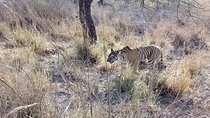 RANTHAMBORE NATIONAL PARK (3 Nights /4 Days)