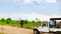 Private Udawalawe Nationalpark Jeep-Safari