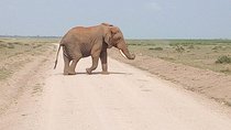 Olpejeta conservancy Day tour
