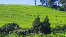 Tea Farm Tour: Kiambethu Tea 