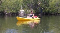 One Single Kayak Rental for 2 hours with Manatee & Dolphin sightings!