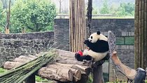 Chengdu Expert Tour of Panda Research Center in Half Day