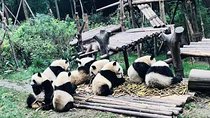 Chengdu Panda Impression Private Day Tour