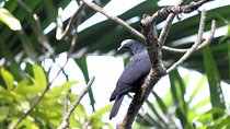 Bird Feeding Sanctuary & Montego Bay Highlight Tour