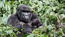 5 Day Gorillas and White Water Rafting Uganda Safari Adventure