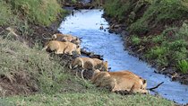 4 Days,3 Nights Group Joining Lodge Safari To Serengeti, Ngorongoro and Manyara