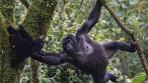 3 Day Gorilla Trekking Safari in Uganda - Budget Safari