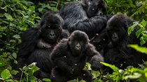 5-Day Gorillas, Lions and Water Safari in Uganda