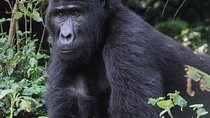 9-Day Uganda Primates - Lions & so Much More (Midrange)