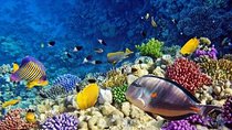 Snorkeling tour at Paradise island Hurghada 