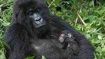 3 Day Rwanda Gorilla Safari - Mid-Range Safari