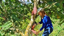 Chocolate Farm Private Tour in Medellin: Real Genuine Experience