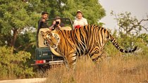 From Jaipur: Ranthambore Tiger Safari Private Day Trip