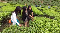 Cameron Highlands Private Day Tour from Kuala Lumpur