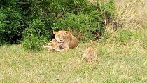 6 Days best of kenya safaris Maasai Mara-Lake Nakuru Amboseli National Park
