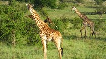 4 Days Lake Manyara,Serengeti and Ngorongoro Safari