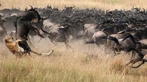 5 Days Lodge Safari - Lake Manyara, Serengeti, Ngorongoro, Tarangire.