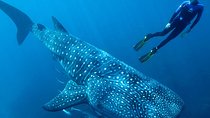 Whale Shark Adventure