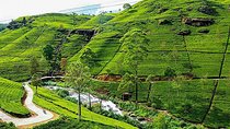 Day Tour to Nuwara Eliya from Kandy by Lux Tours Lanka