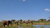 Majestic Elephant Safari
