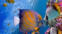 Luxor to Red Sea Hurghada - Full Day Tour Snorkeling Adventure