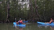 kayak in the mangrove 
