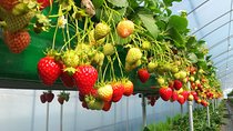 [Private Tour] Organic Strawberry Farm & Nami Island & Petite France