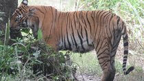 Tiger Tracking Safari in Chitwan National Park, 4 Days.