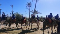 1 Hour Camel Ride in the palm groves of Marrakech 