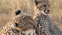 2 Days Lodge Safari - Lake Manyara and Ngorongoro Crater