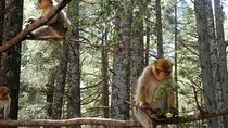 Excursion to the Middle Atlas / Middle Atlas (departure from Fez)